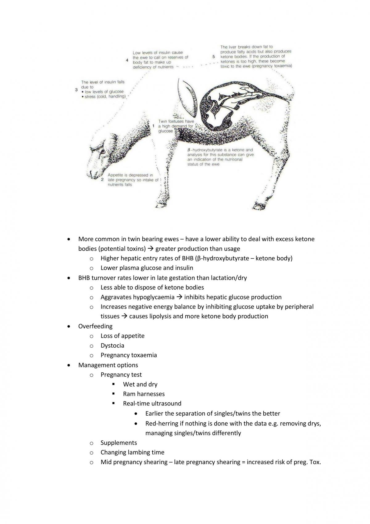 Production of Sheep Summary - Page 13