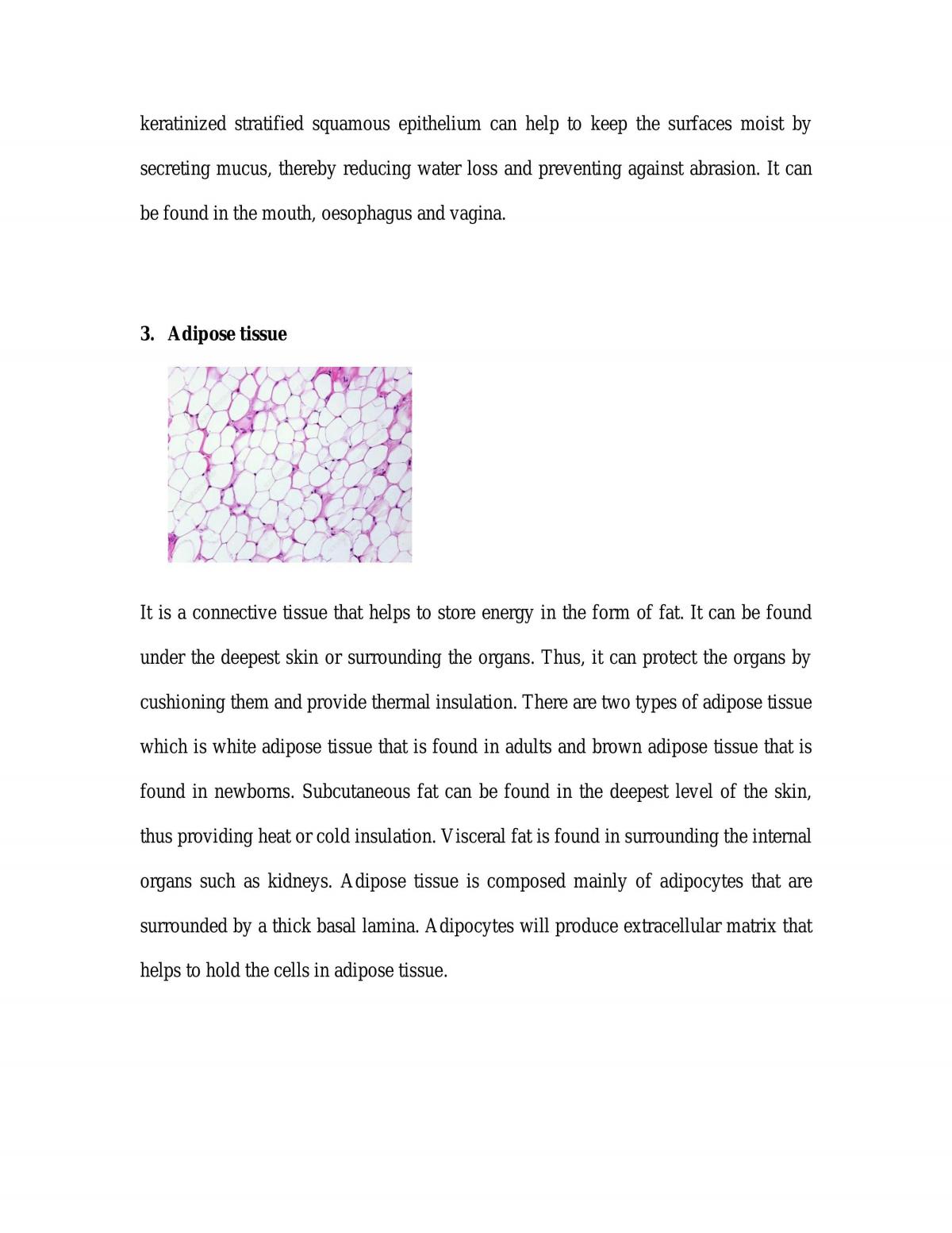 Animal Tissue - Page 2