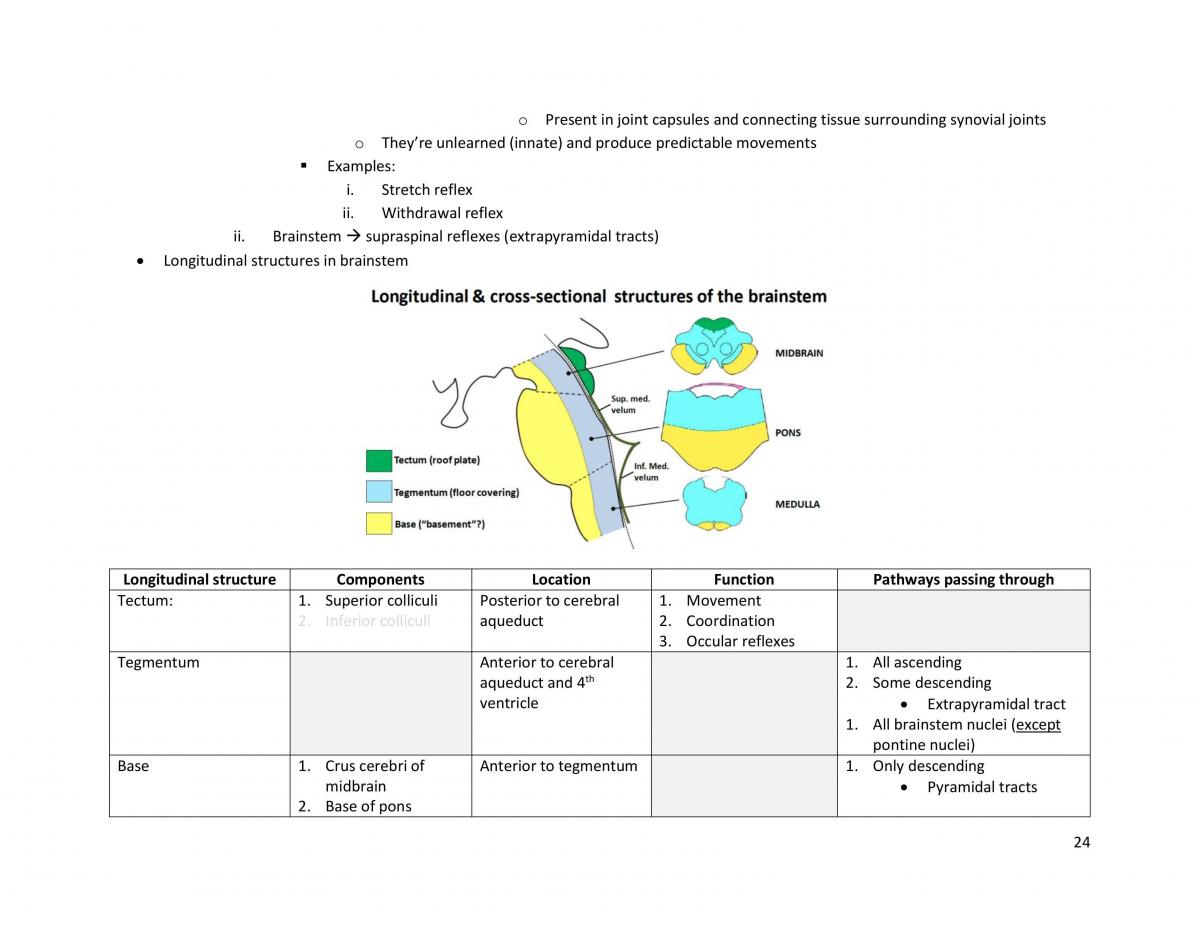 ANAT1012 - Compiled Notes - Page 24