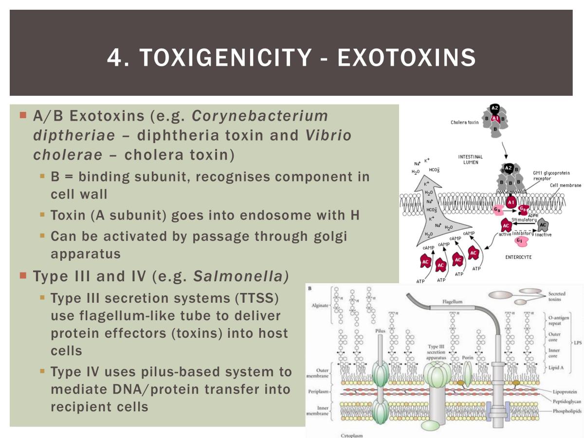 Bacteriology Study Notes - Page 31