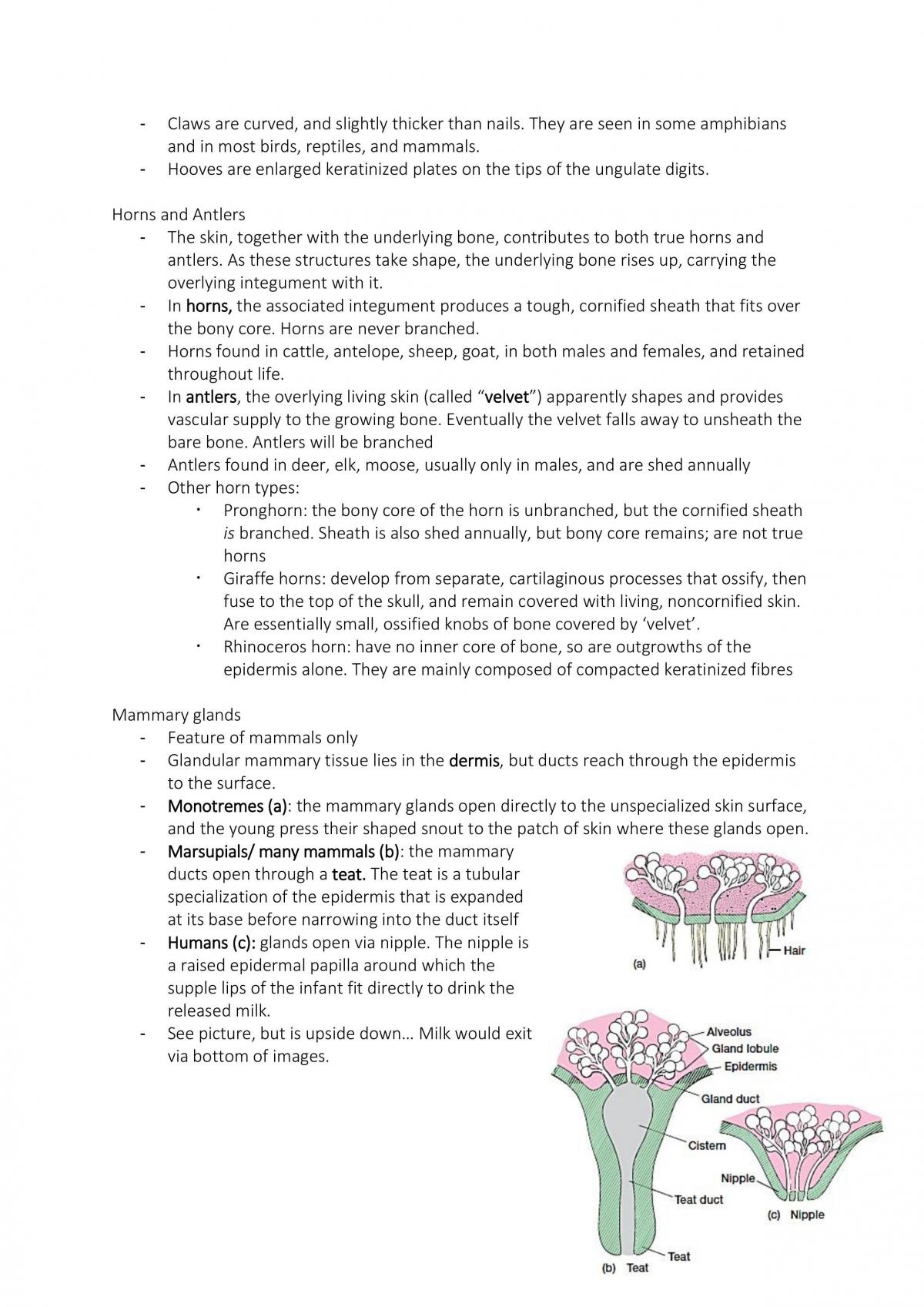 Anatomy (Comparative) Semester 2 Lecture Notes - Page 19