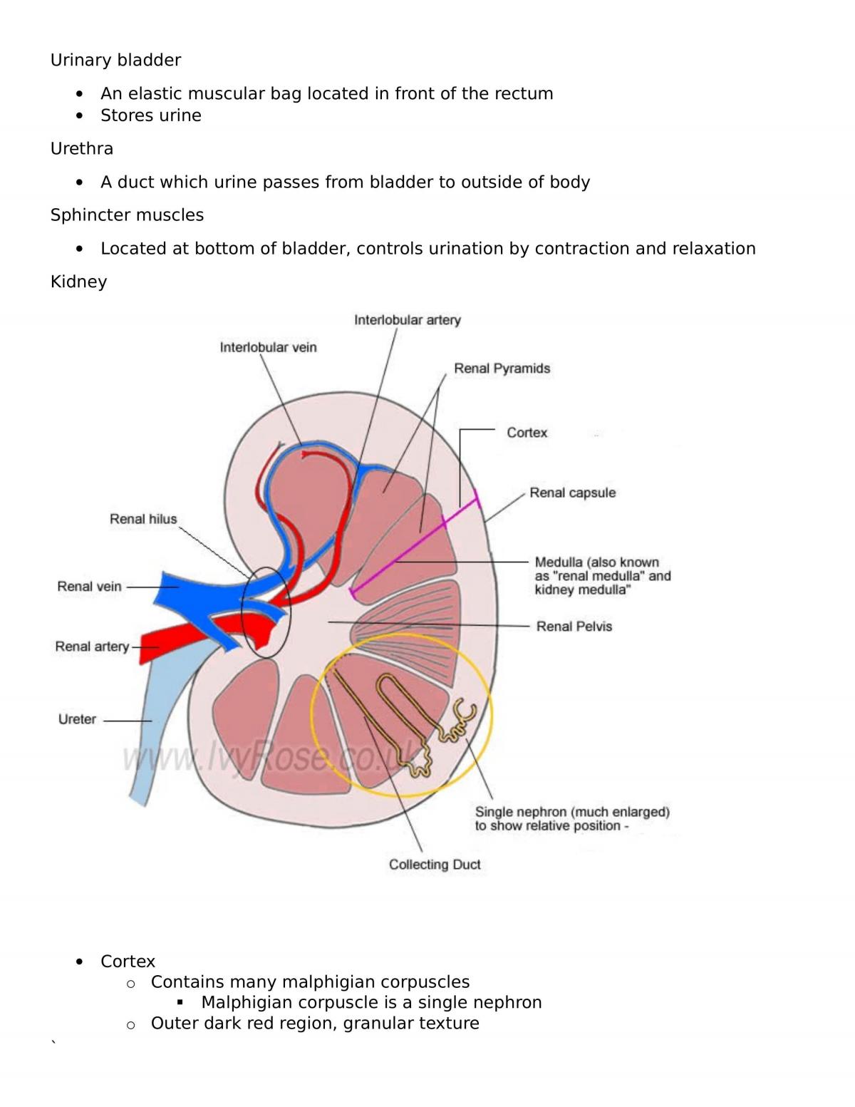 Biology Notes - Page 40