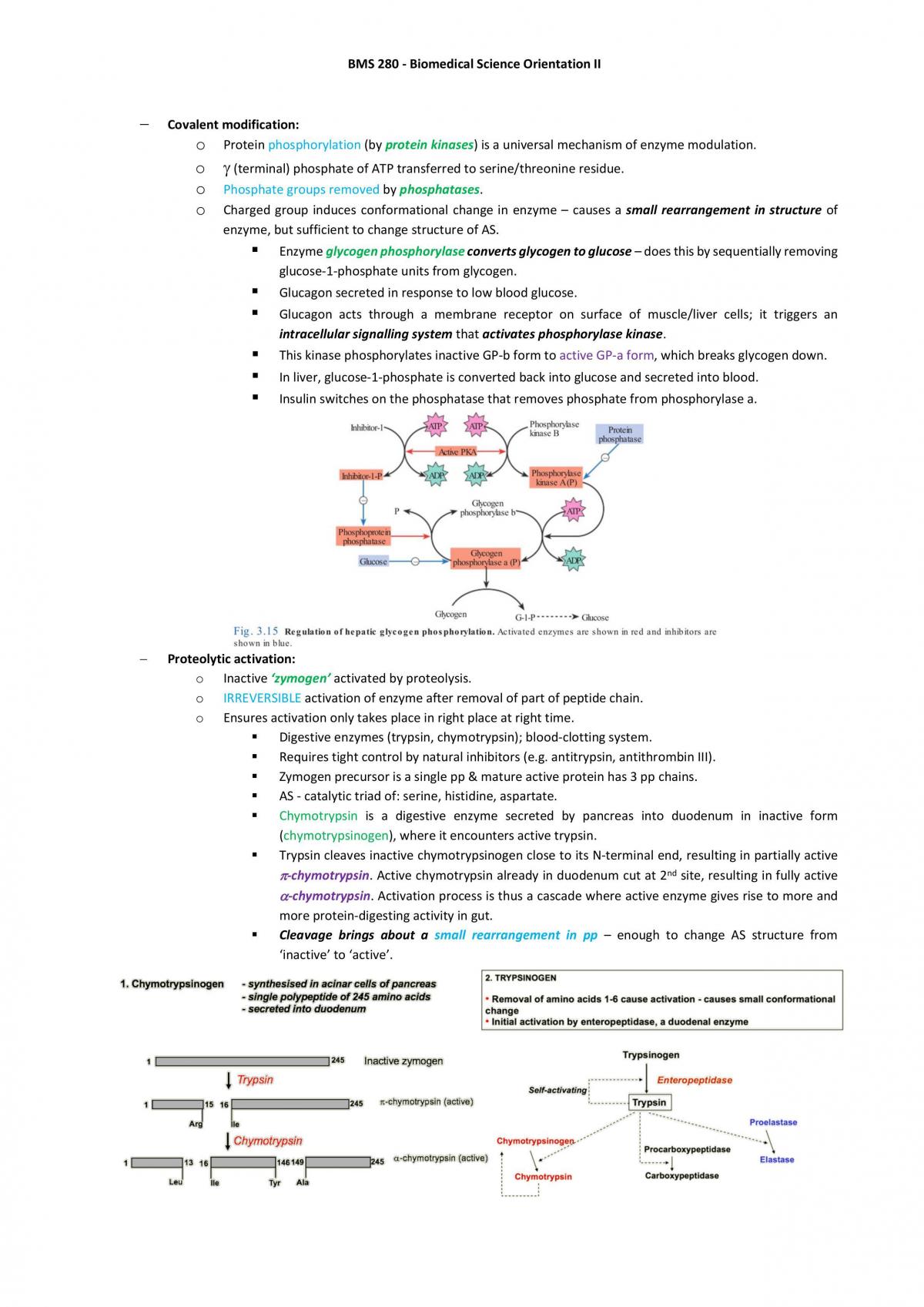 BMS 280 Summary - Page 20