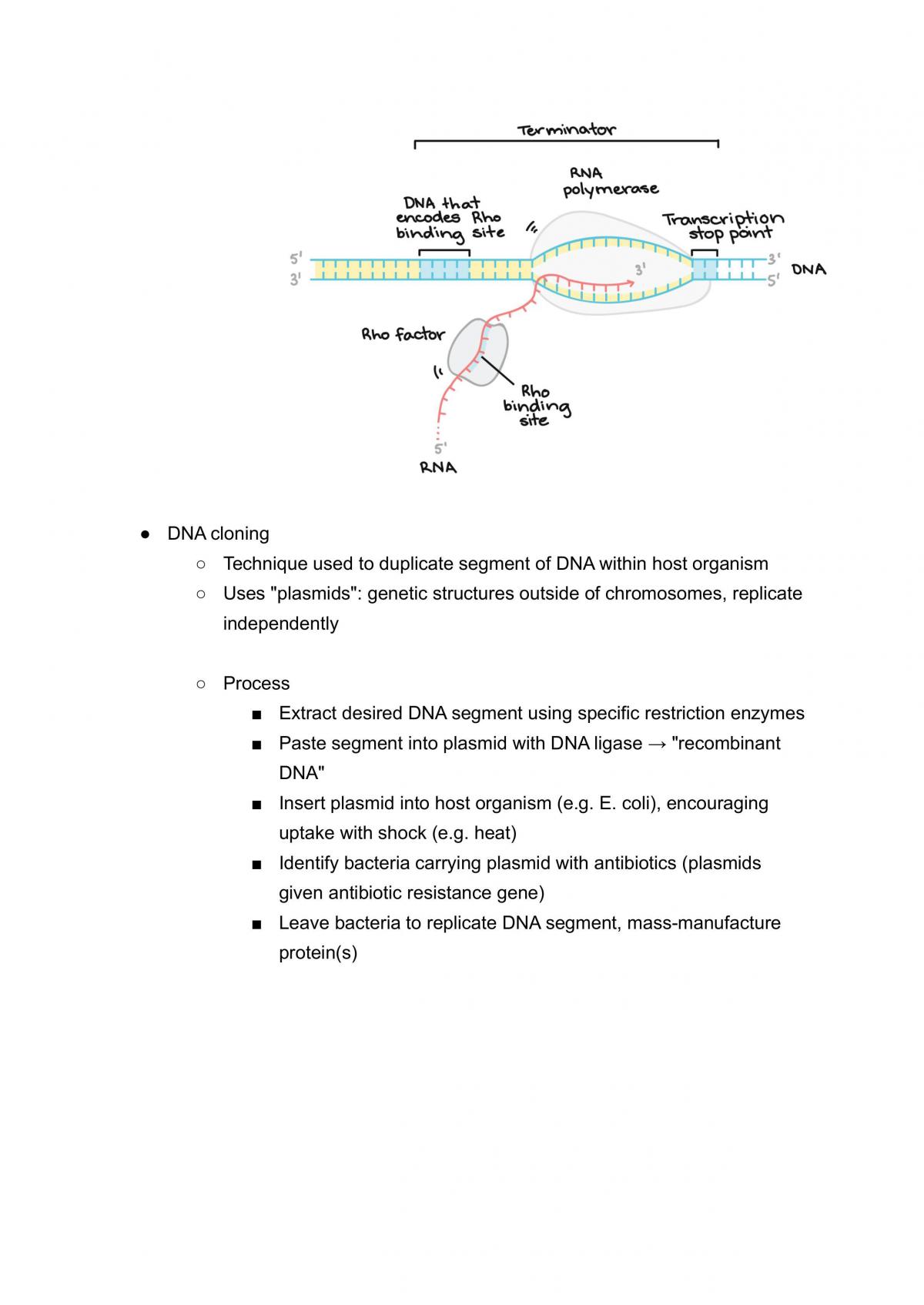 Genetics Study Notes - Page 11