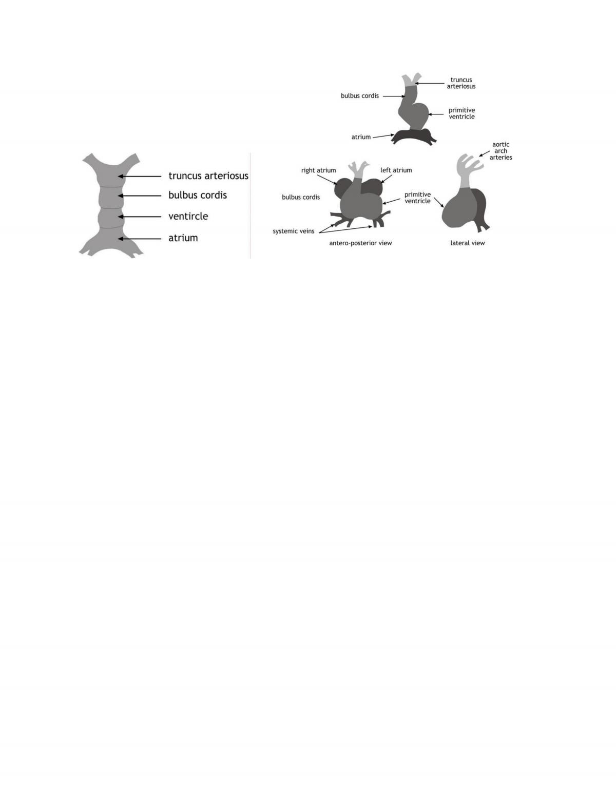 Anatomy of cardiovascular system - Page 19