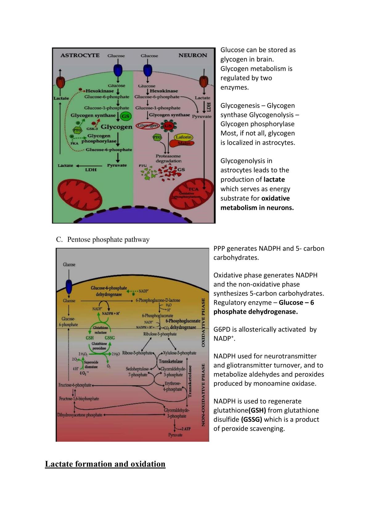 Central Nervous System  - Page 22