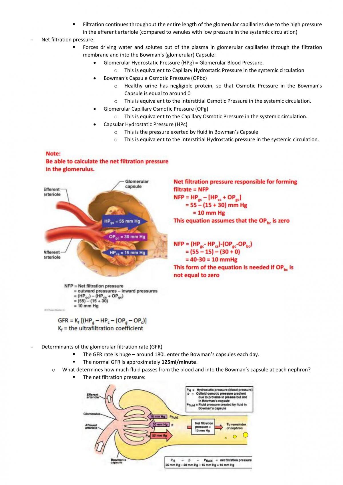 Anatomy & Physiology Systems II Notes - Page 36