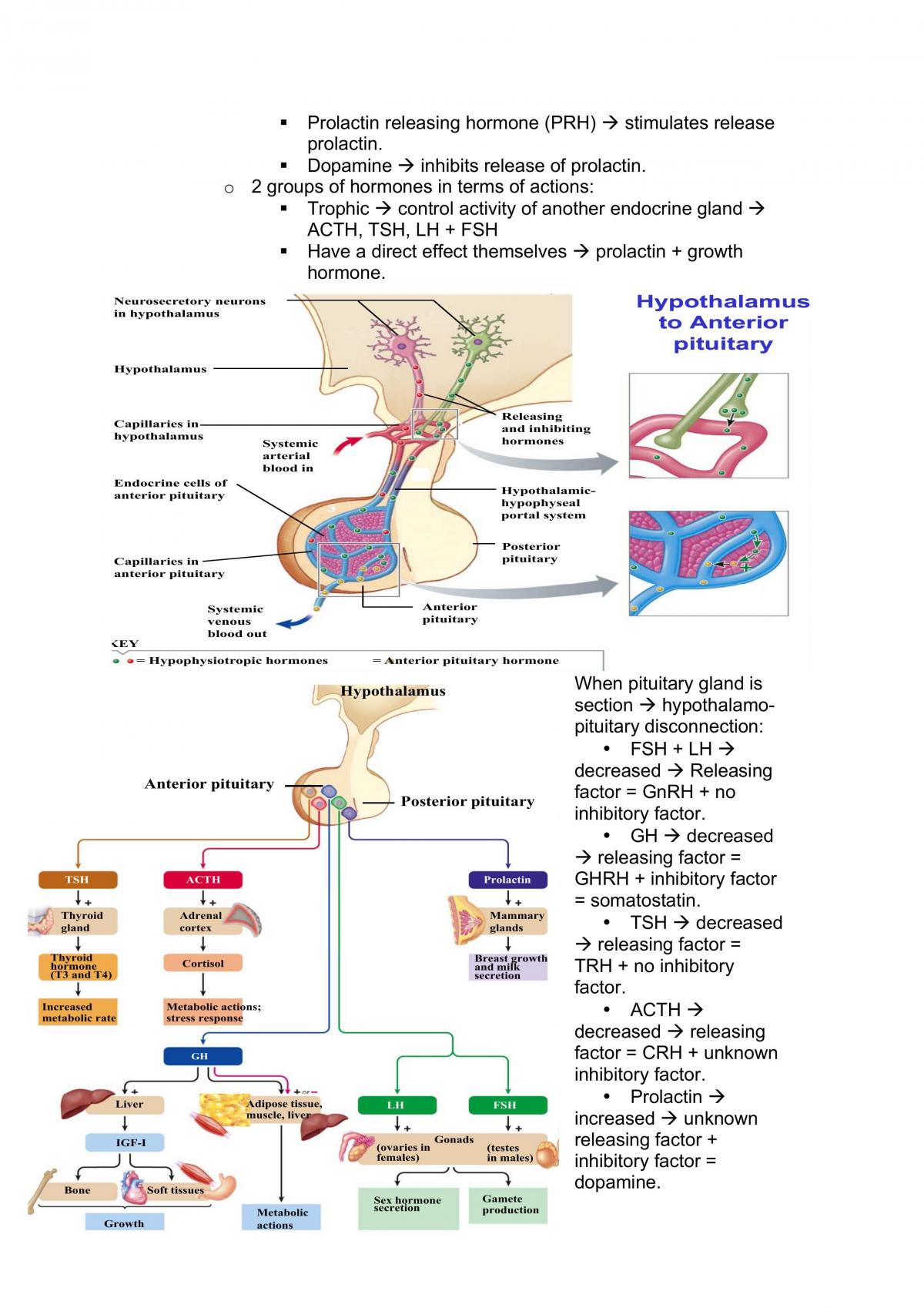 Human Physiology B Notes - Page 19