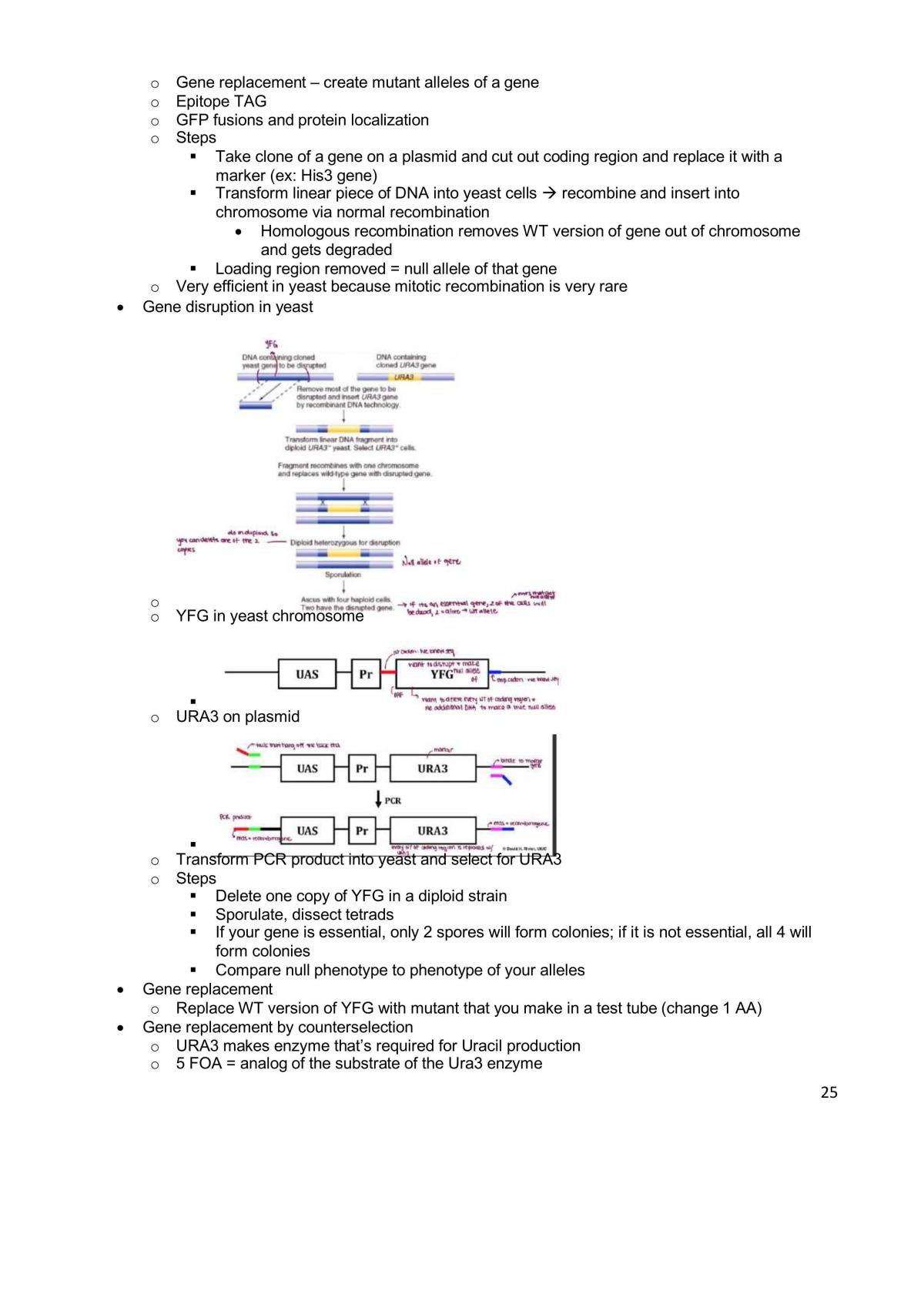 Genetics and Genomics Final Study Guide - Page 25