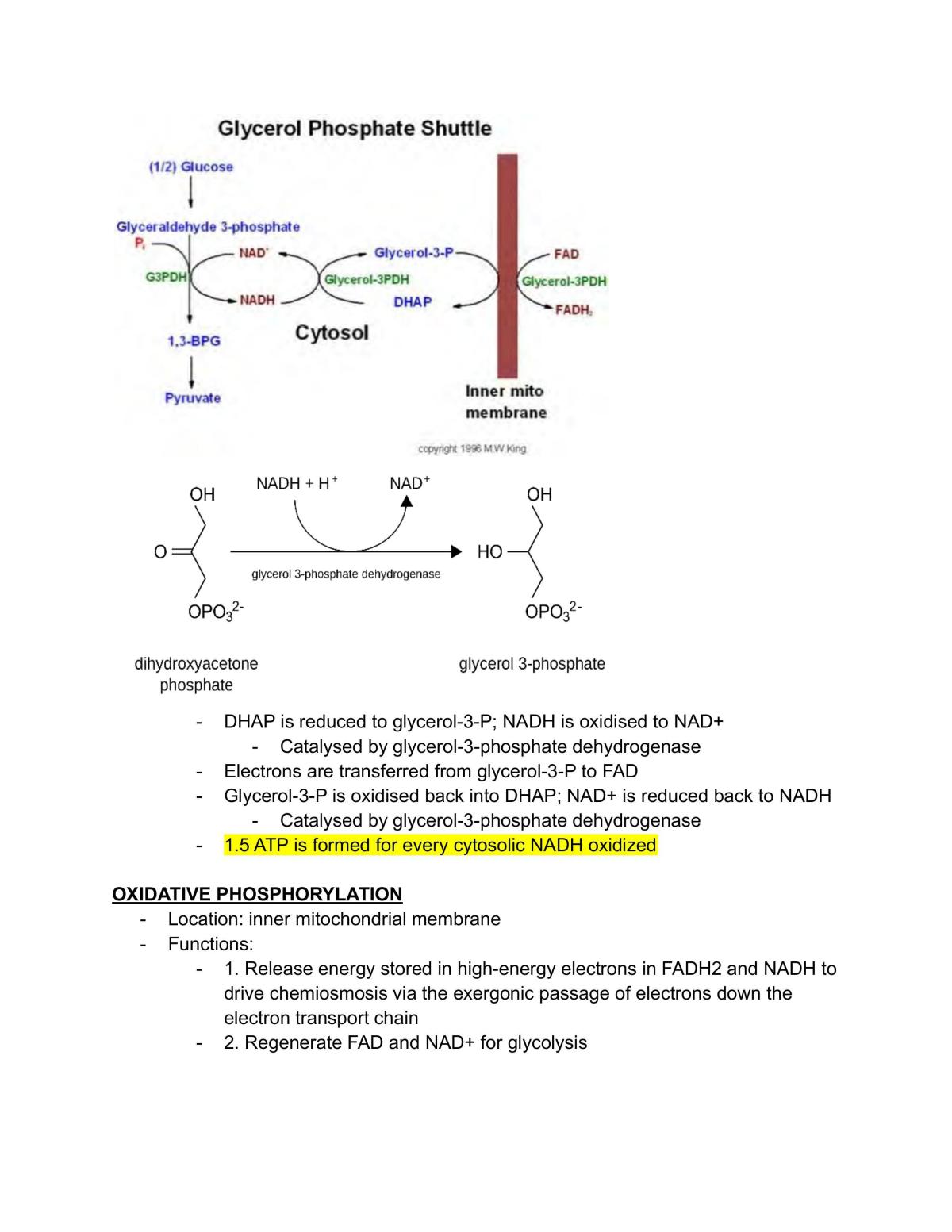 LSM1105/LSM2106  Fundamental Biochemistry Notes L9 - Page 11
