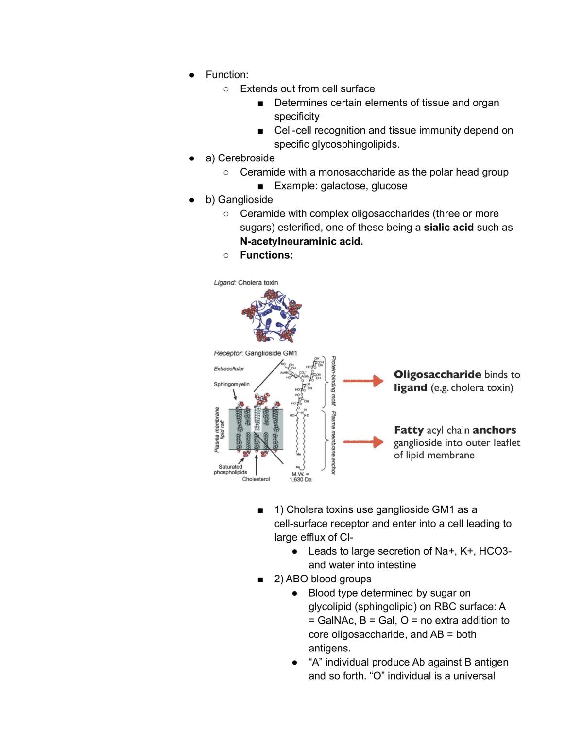 LSM1105/LSM2106  Fundamental Biochemistry Notes L11 - Page 12