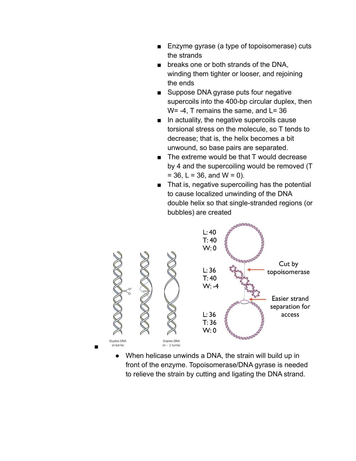LSM1105/LSM2106  Fundamental Biochemistry Notes L12 - Page 13