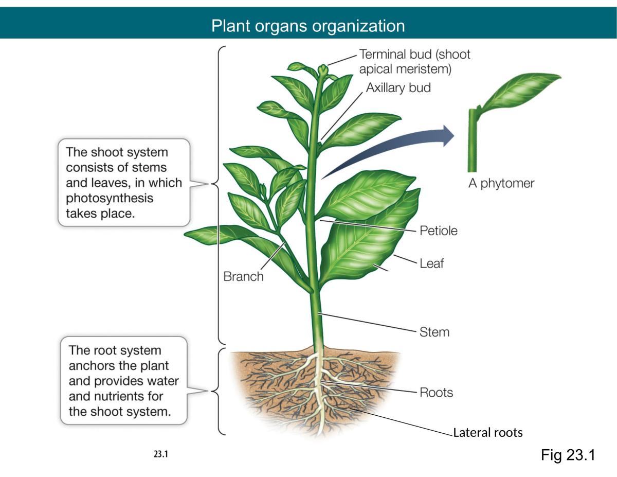 Plant Anatomy | AP Biology AP | Thinkswap