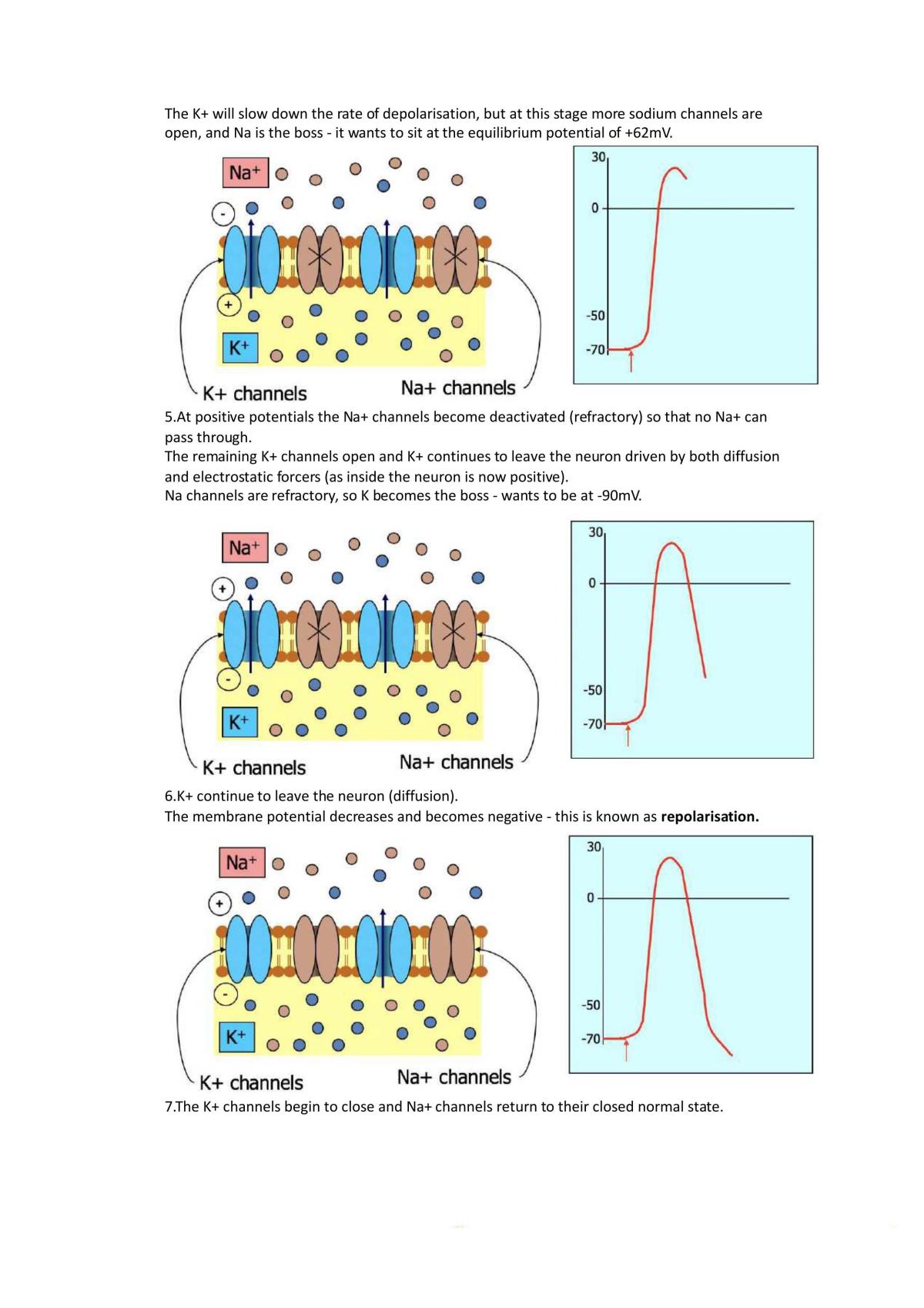 Neurotransmission Review - Page 17