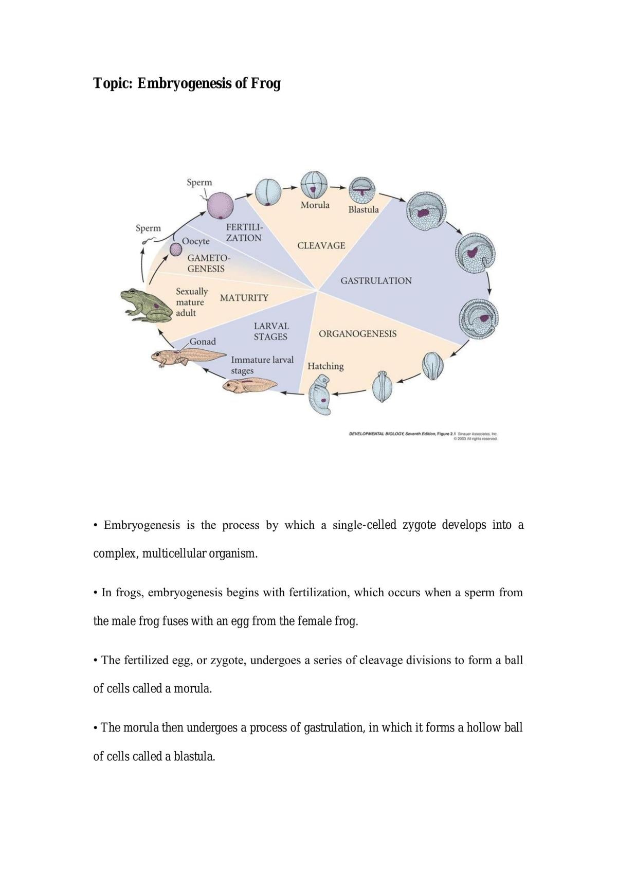 Development Genetics Notes - Page 11