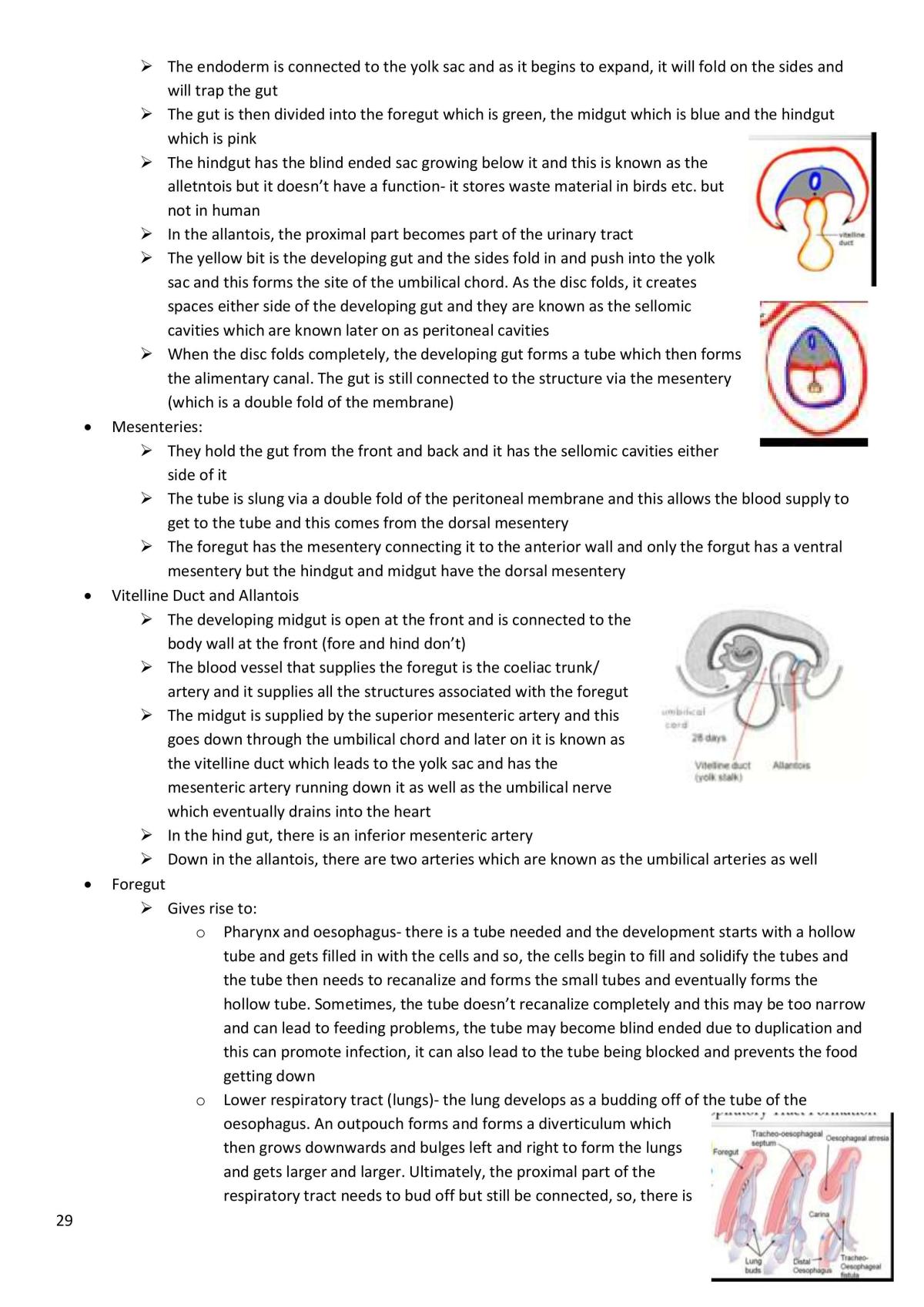 Functional Anatomy and Embryology - Page 29