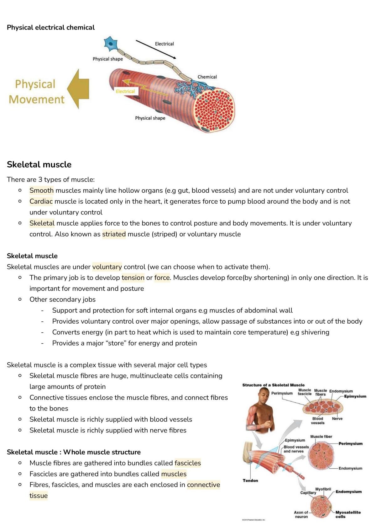 Human Body Systems 1 Revision Guide - Page 30