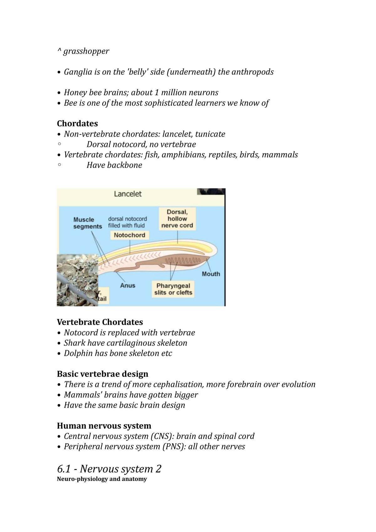 Biological Basis of Behaviour Study Guide - Page 26