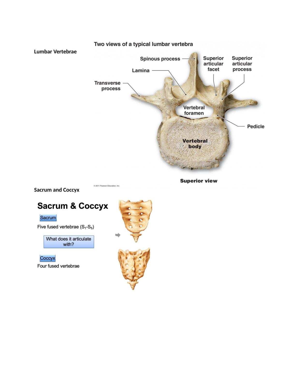 Functional Anatomy Notes - Page 11