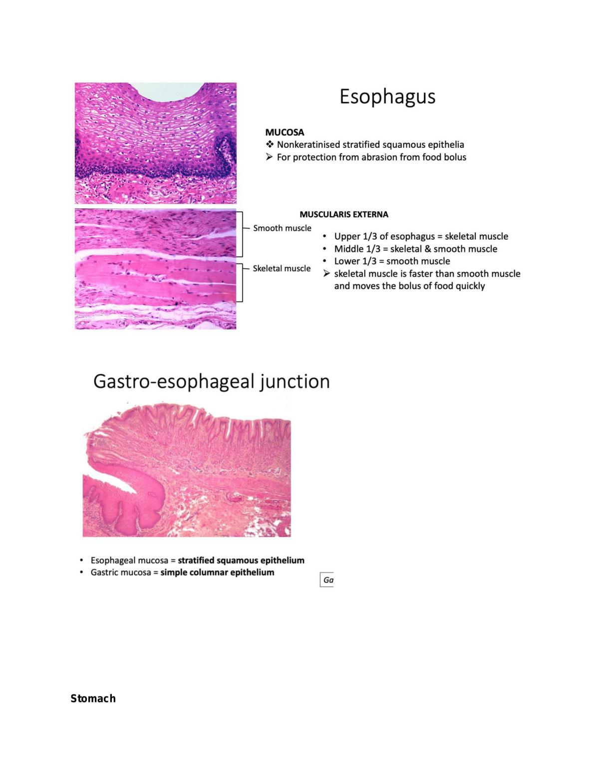 The Digestive System Topic  - Page 16