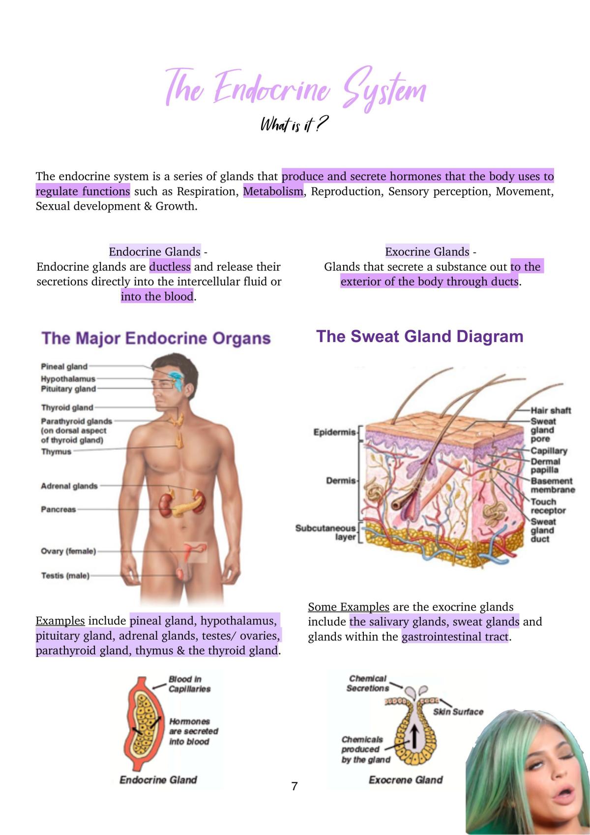 Endocrine System - Page 2