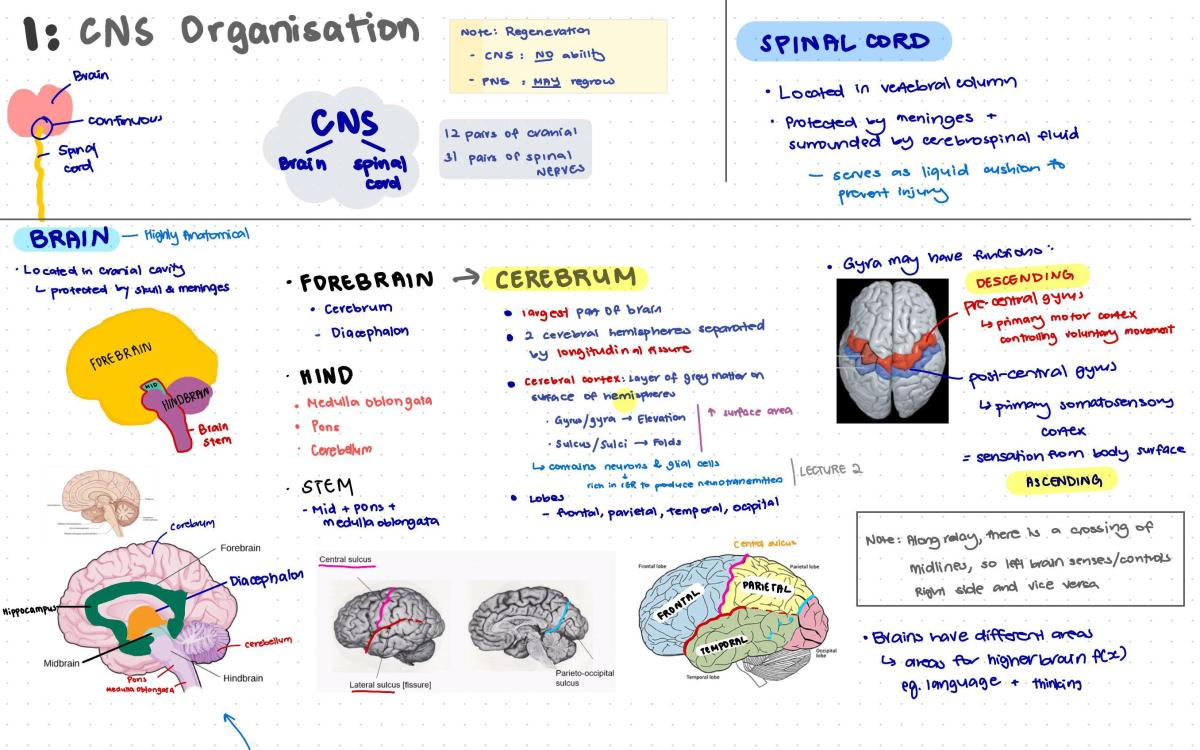 LSM3222 Notes [Grade: A] - Page 2