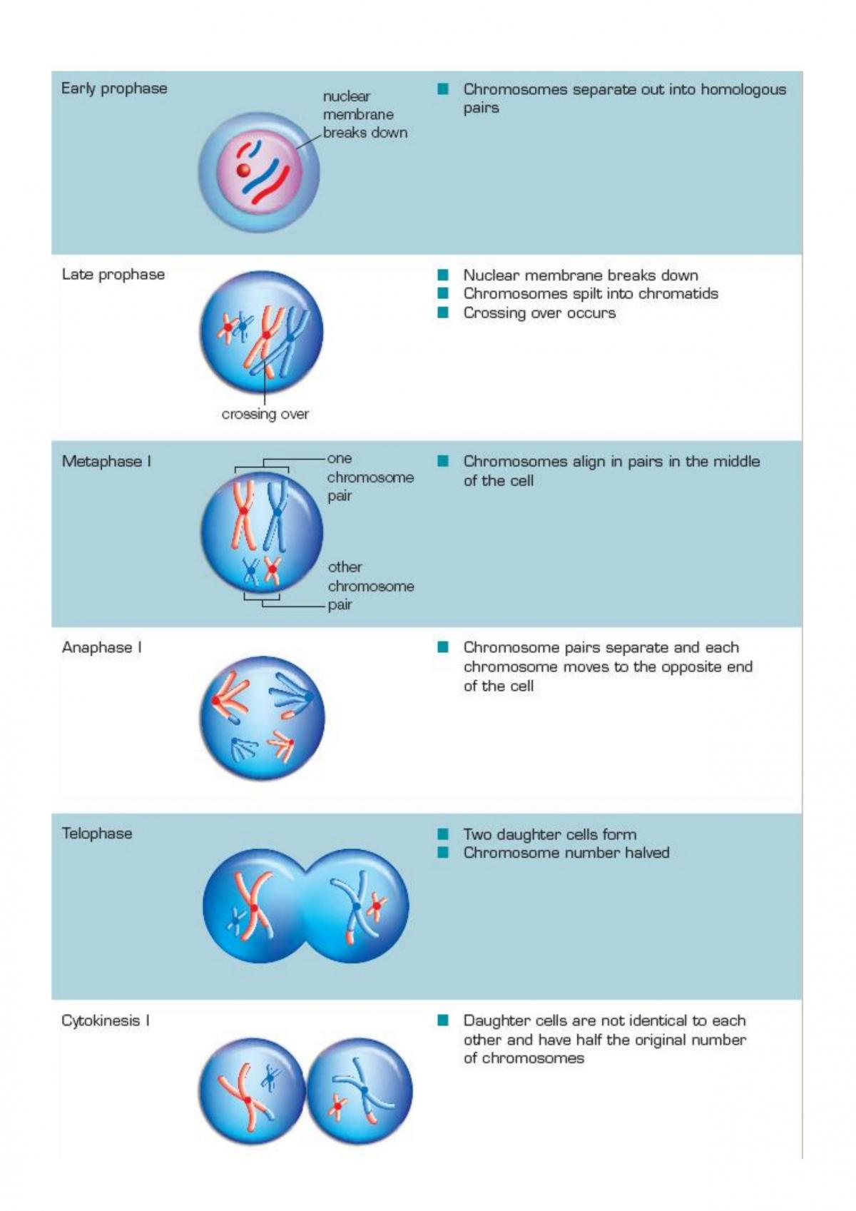 Biology Preliminary Study Notes - Page 13