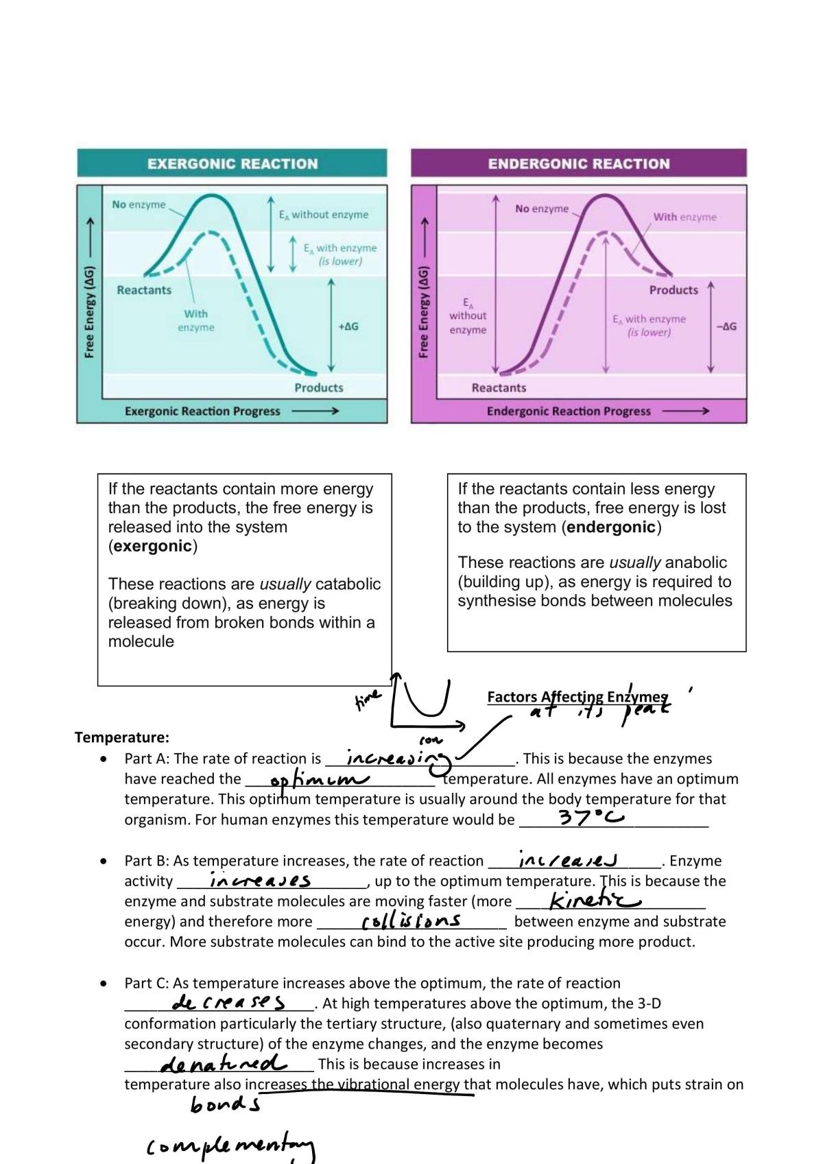 Enzymes - Page 12