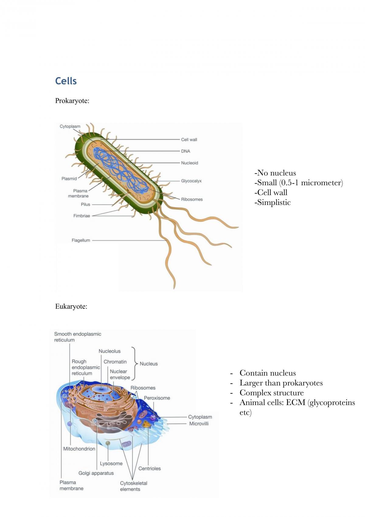 Summaries from lectures over the semester Biological Systems - Page 2