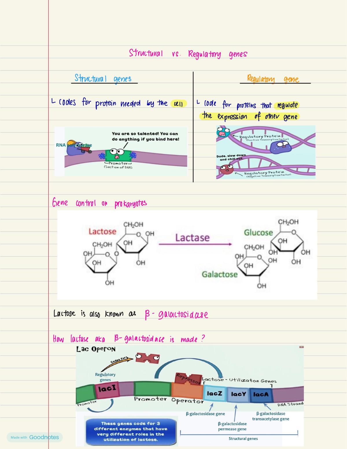 A-Level Biology Notes  - Page 20