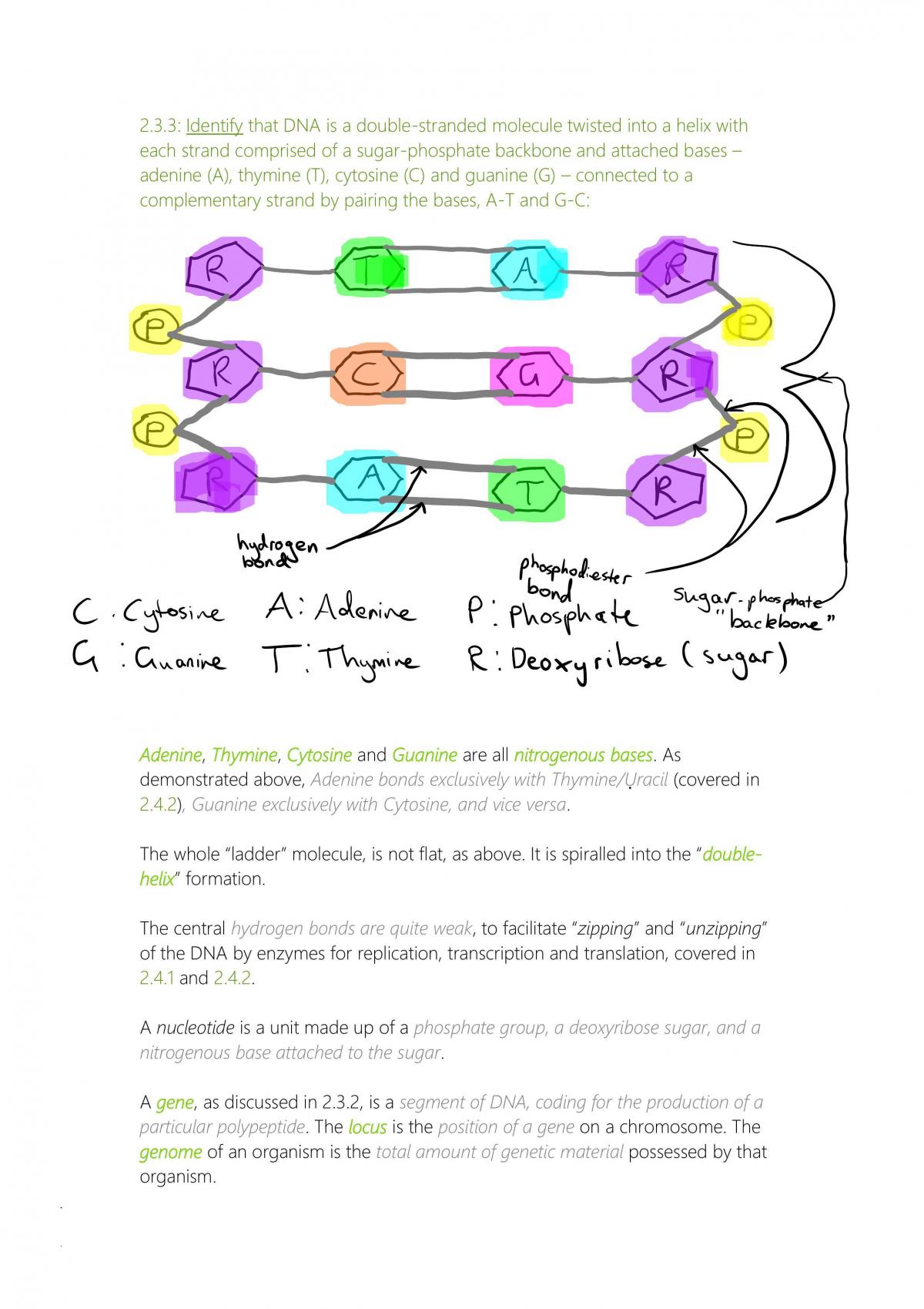 Blueprint of Life Notes - Page 14