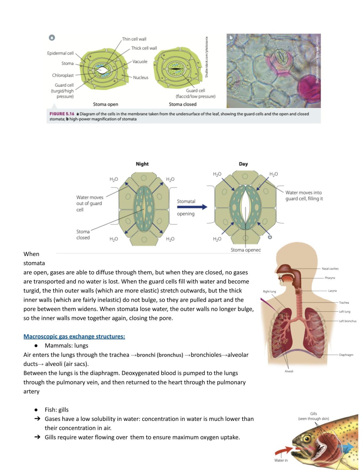 Full Bio Course Notes - Page 24