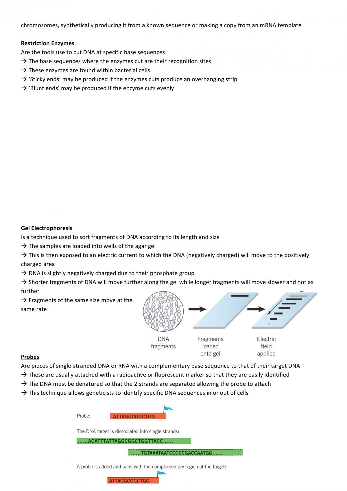 Biology Unit 4 Summary Notes - Page 24