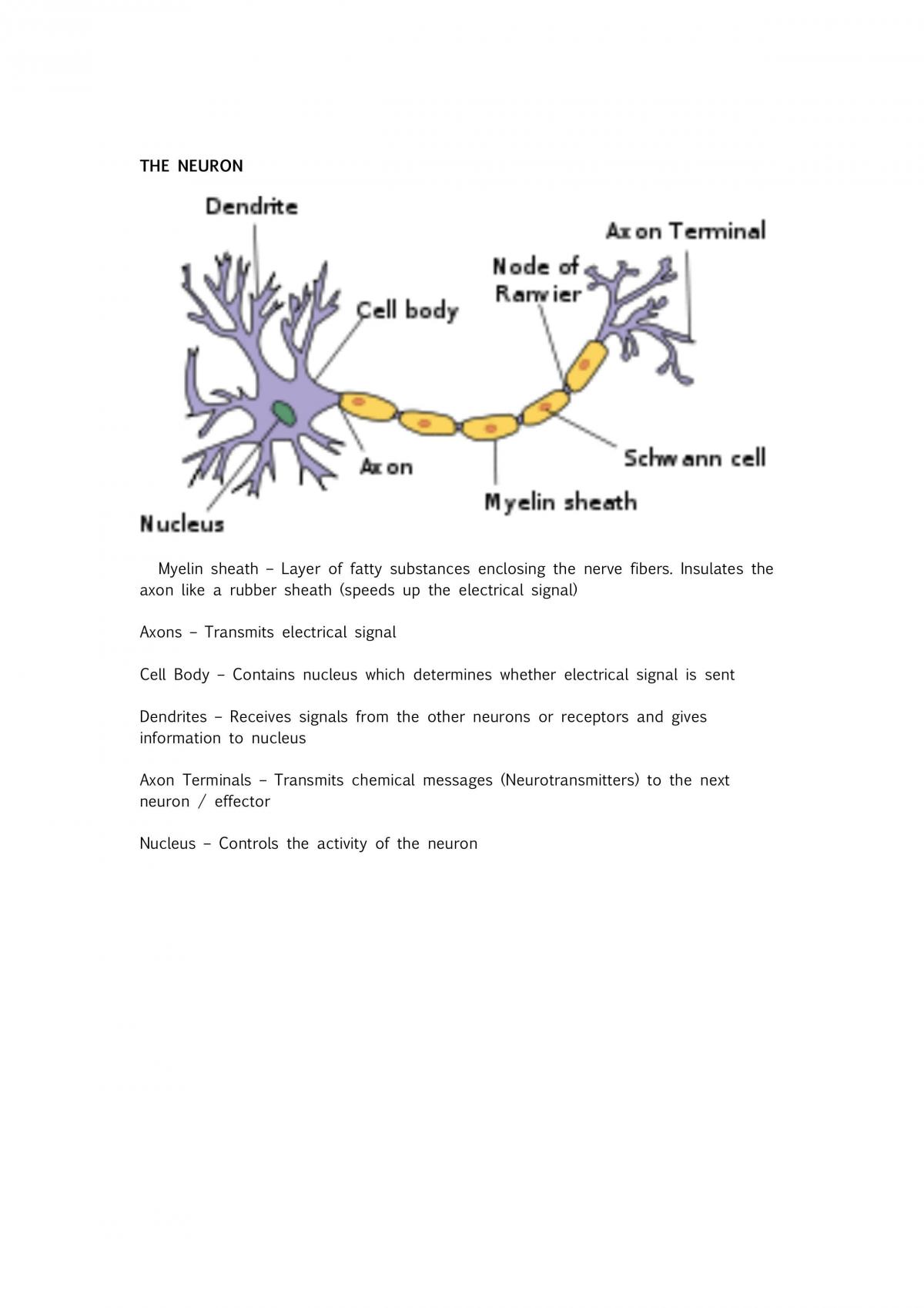Biology Unit 3 Notes - Page 25