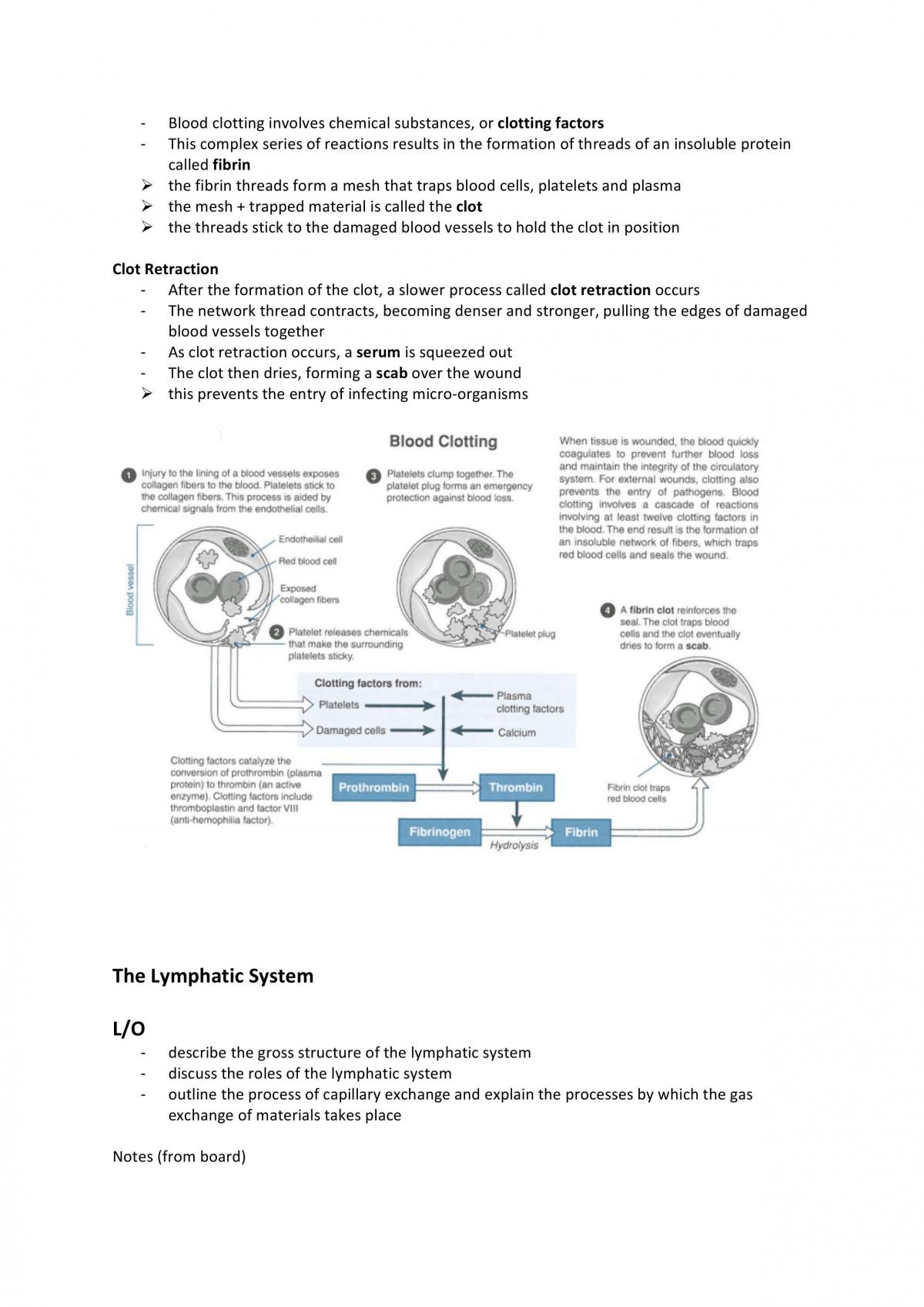 Human Biology Systems - Page 17