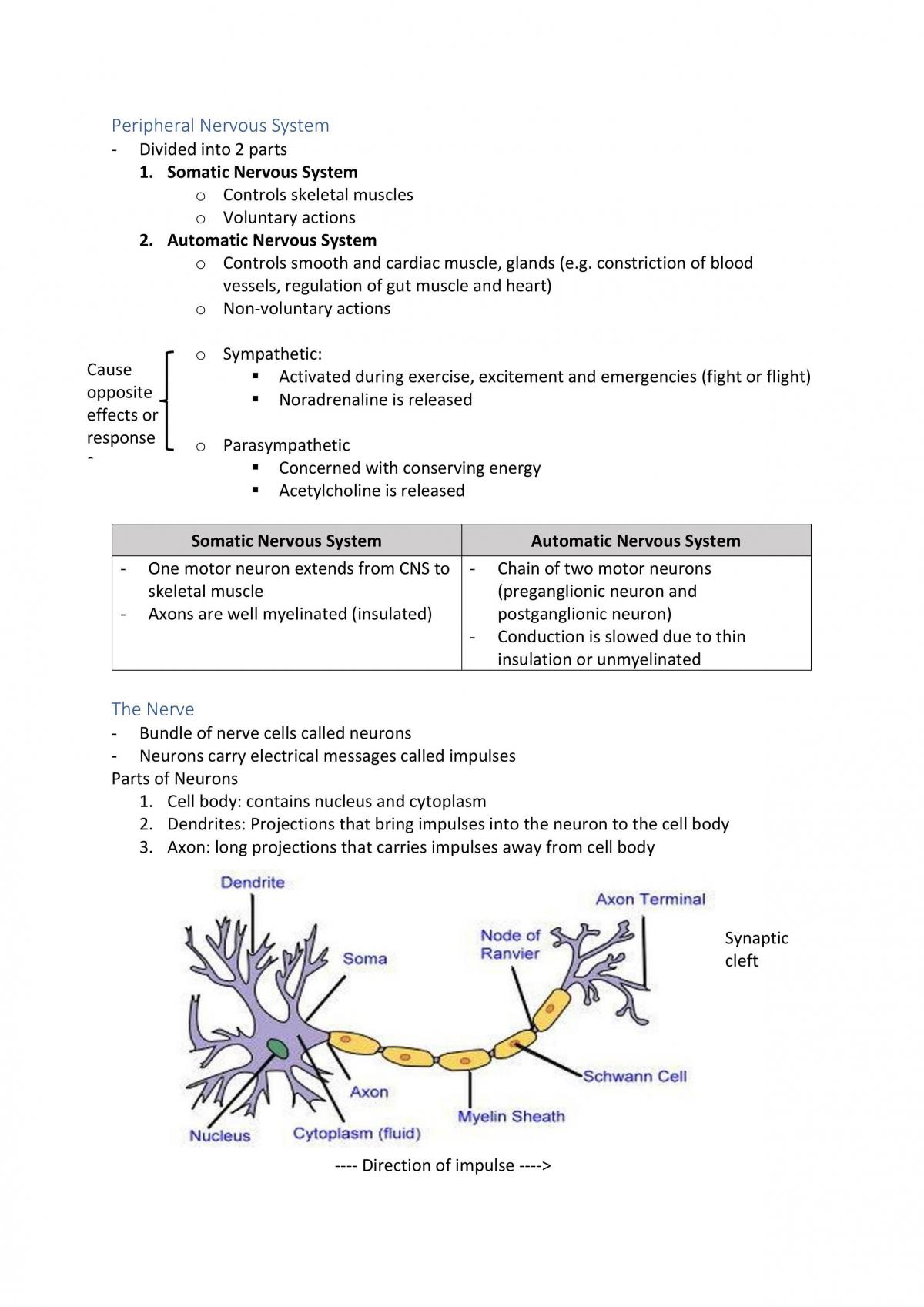 Biology - Human Physiology Notes - Page 16