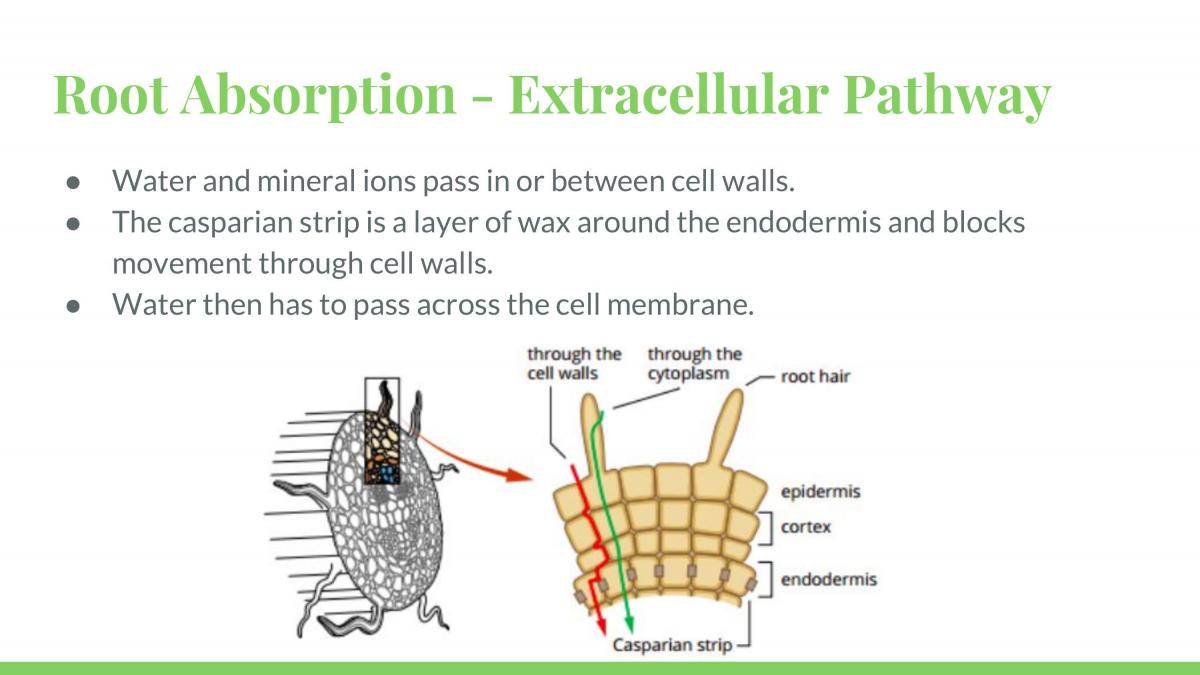Module 2 Biology Study Notes  - Page 60