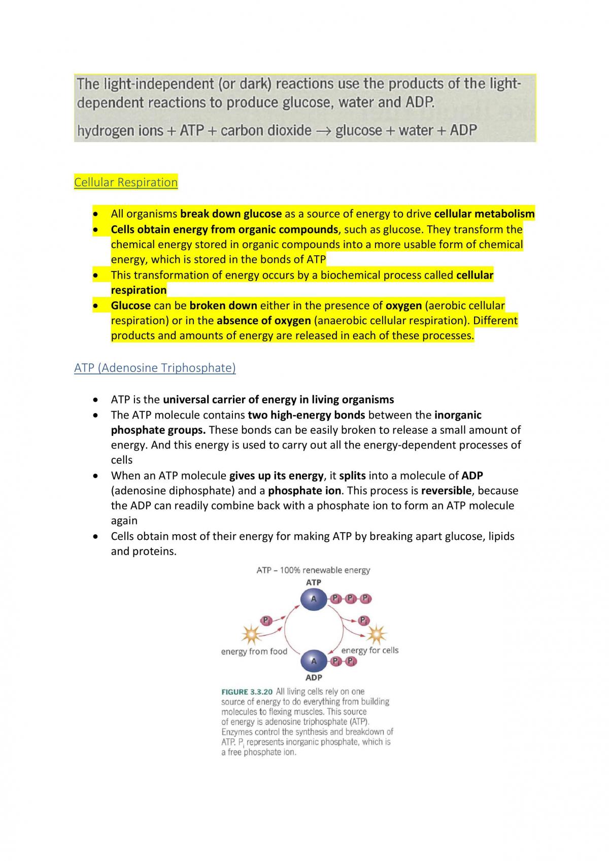 Cells as the Basis of Life - Page 27