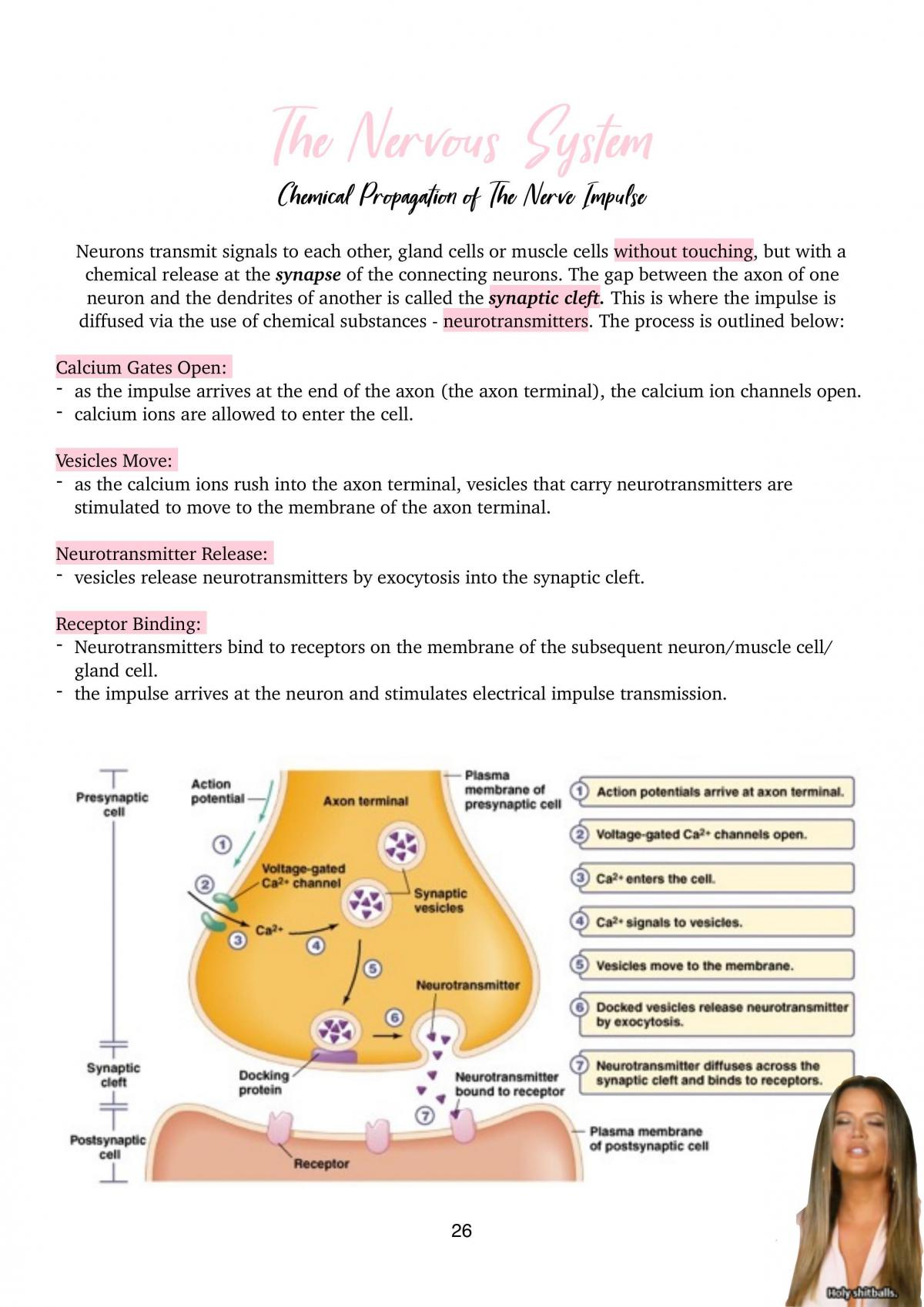 Biology Notes 3&4 - Page 26