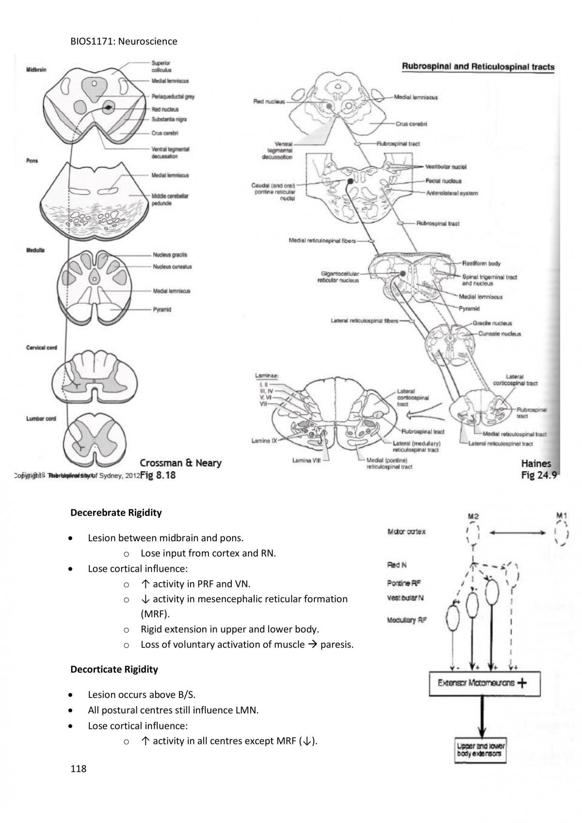 BIOS1171 NeuroScience Study Notes Based on Lecture  - Page 118