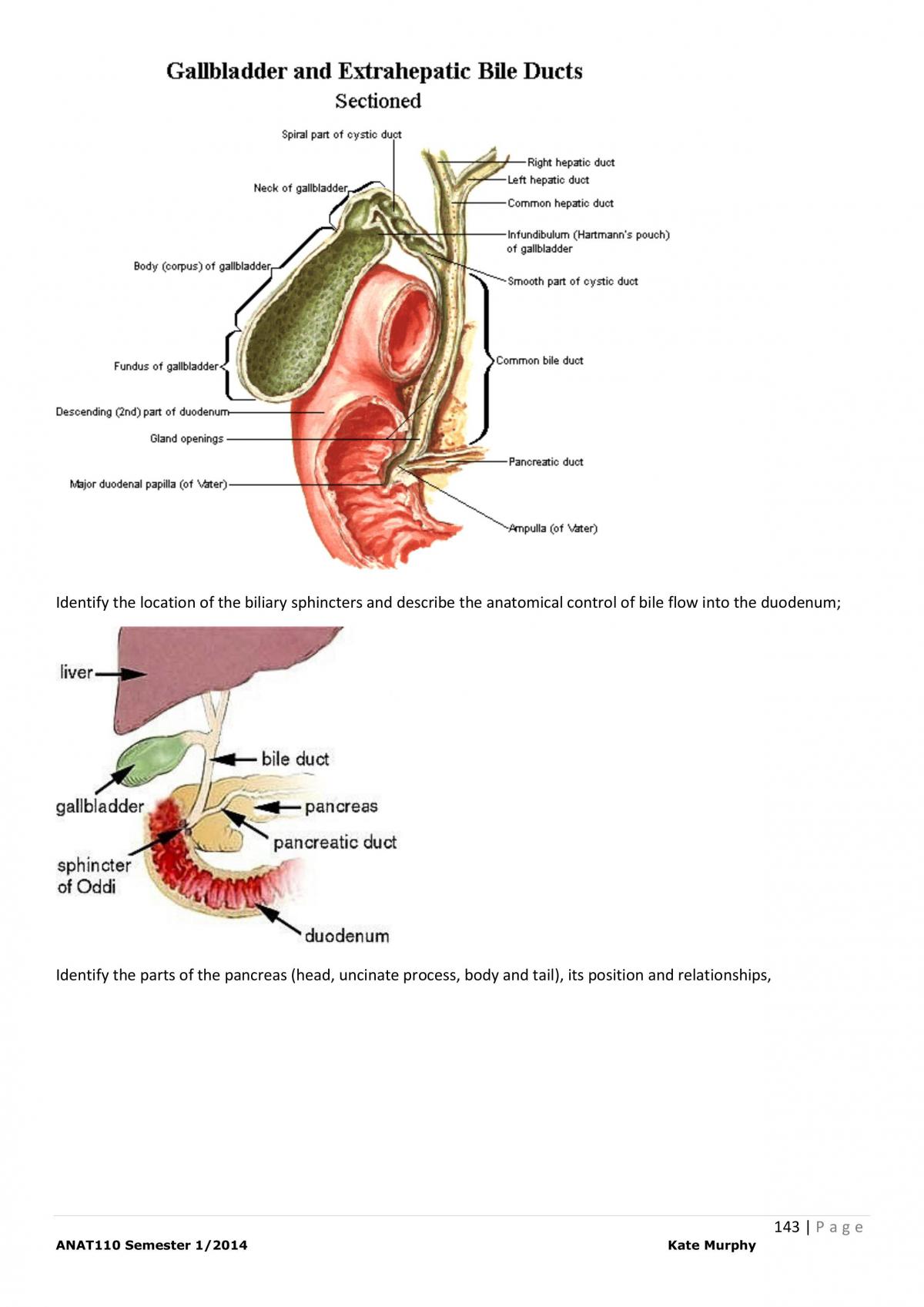 System Anatomy study notes - Page 143