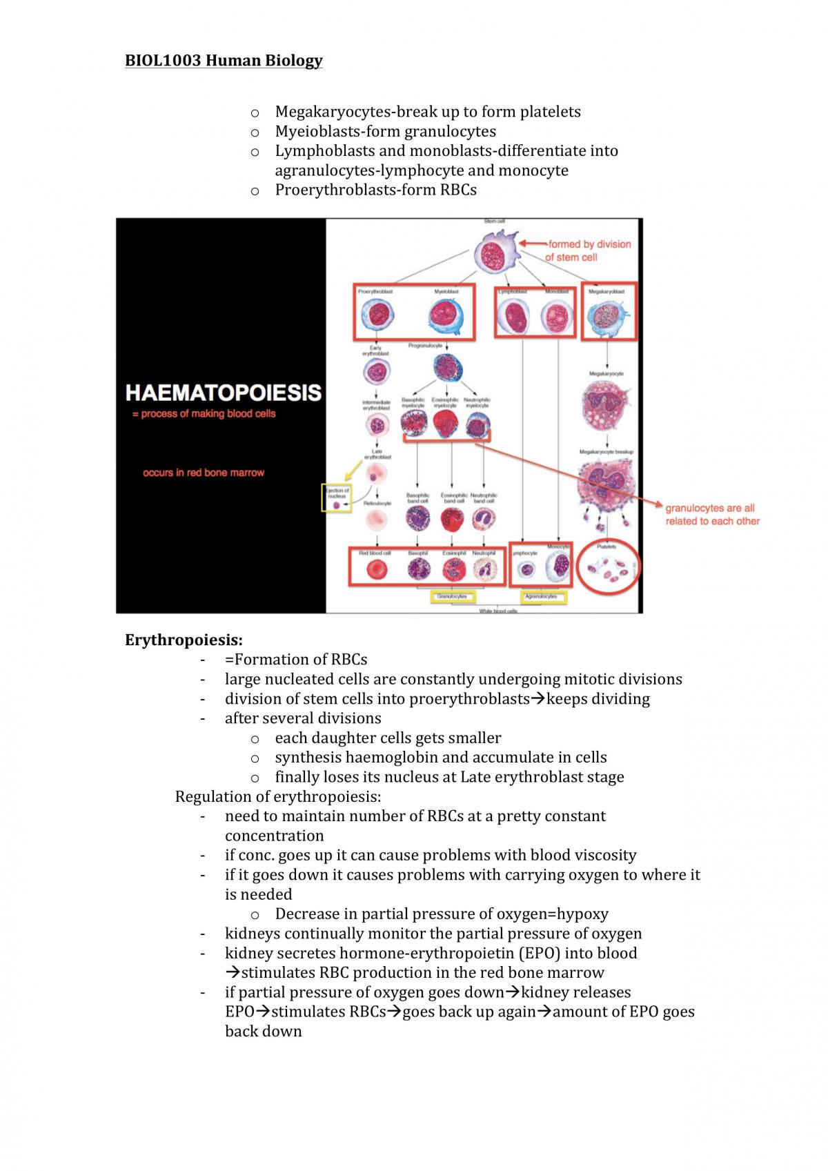 BIOL1003 notes (L1-19) - Page 39