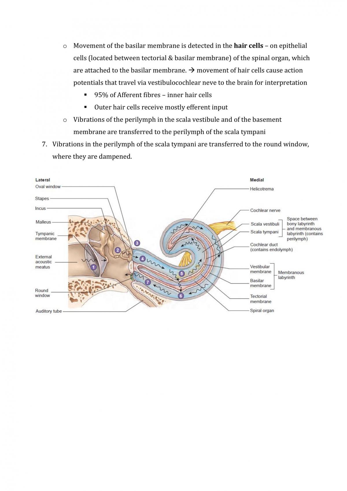 Brain and Senses Final notes - Page 20