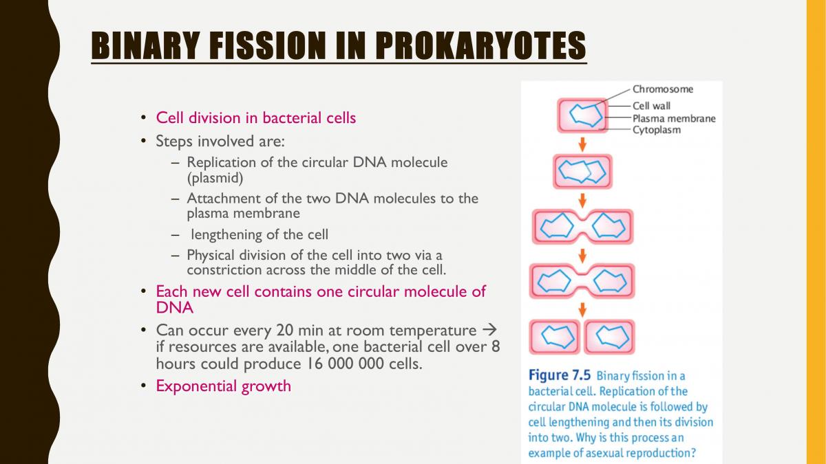 Chromosomes and Asexual Reproduction Unit 2 - Page 14