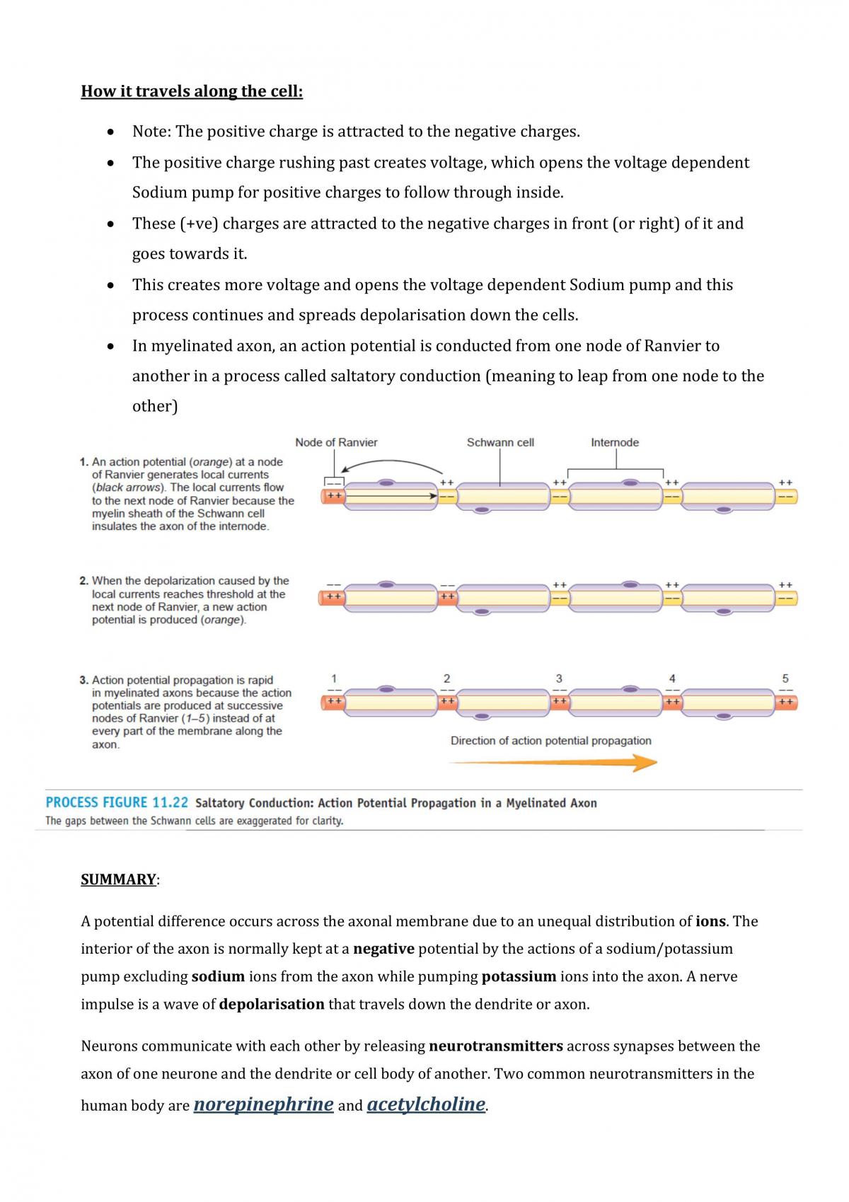 human biol nervous system  - Page 21