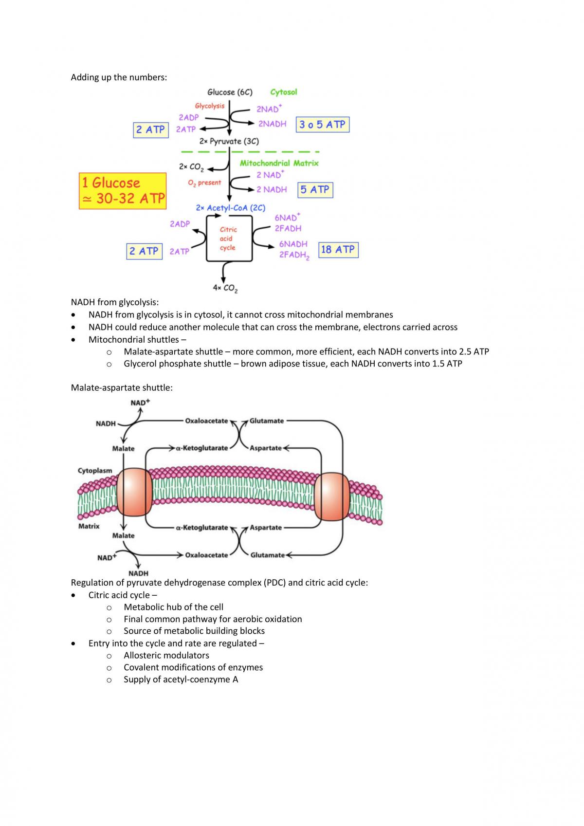Biochemistry revision notes - Page 3