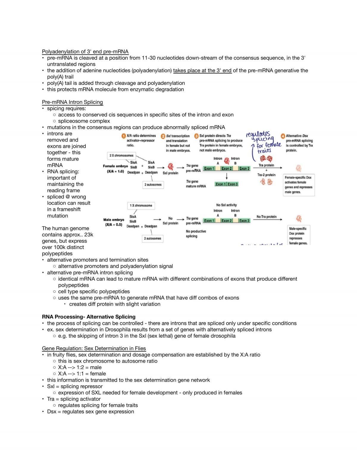 Complete Genetics Notes BIO 2C03 - Page 47