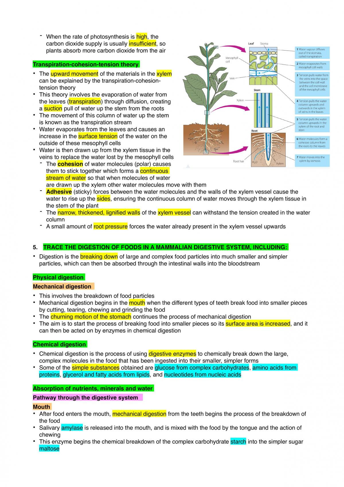 Biology Year 11 Notes - Page 24