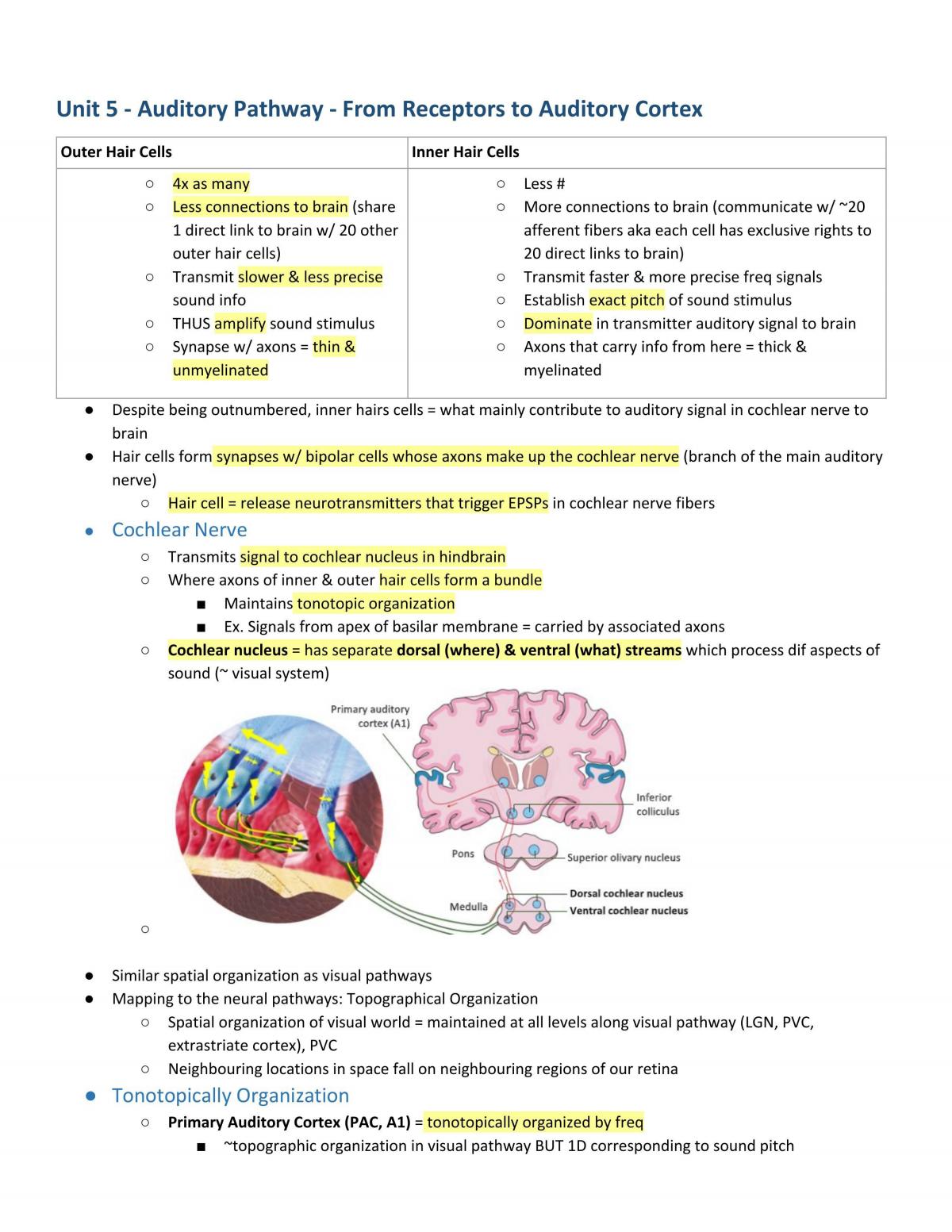 Course Notes - Psych 1XX3 Foundations of Psychology, Neuroscience & Behaviour - Page 75