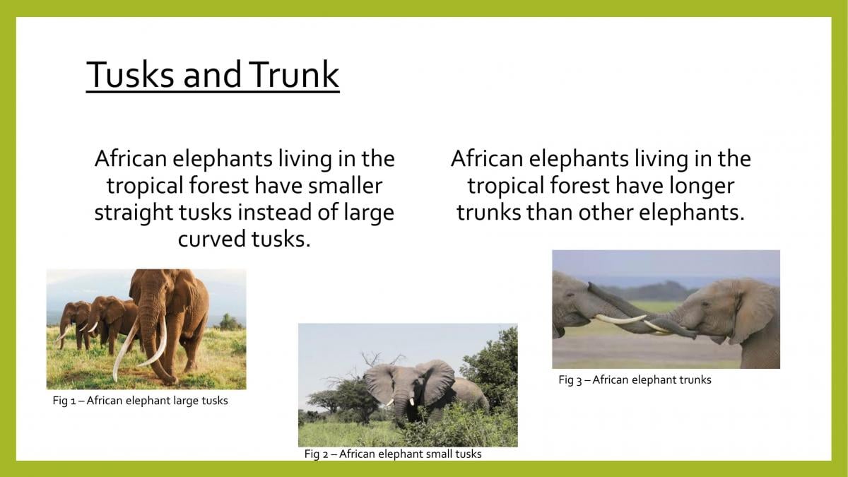 African elephant presentation (Physiological, Morphological and Behavioural  adaptations) | 5BY513 - Rainforest, Desserts and Oceans - Derby | Thinkswap